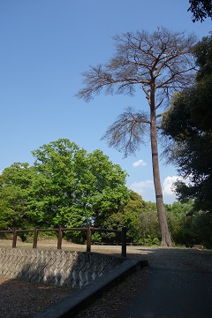 杉曲輪２